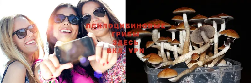 Галлюциногенные грибы Psilocybine cubensis Озёрск